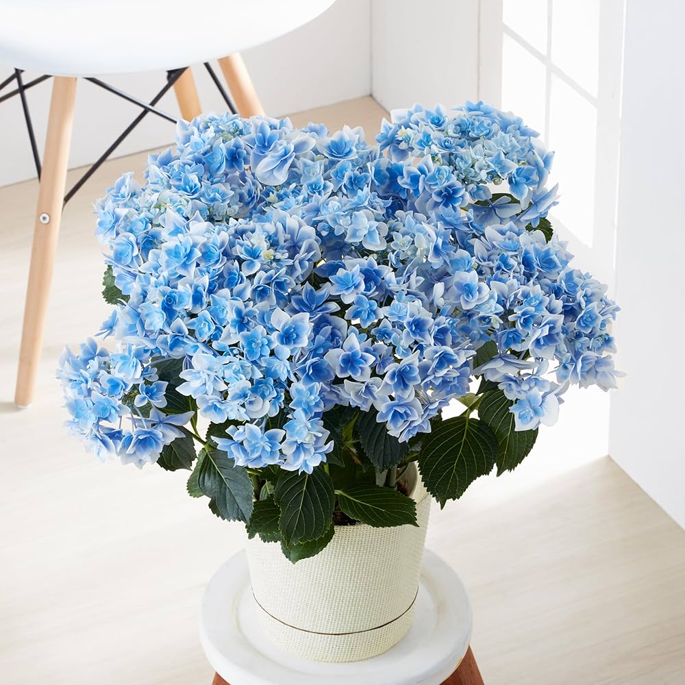 Amazon.co.jp: 母の日ギフト アジサイ コンペイトウ スマイルブルー